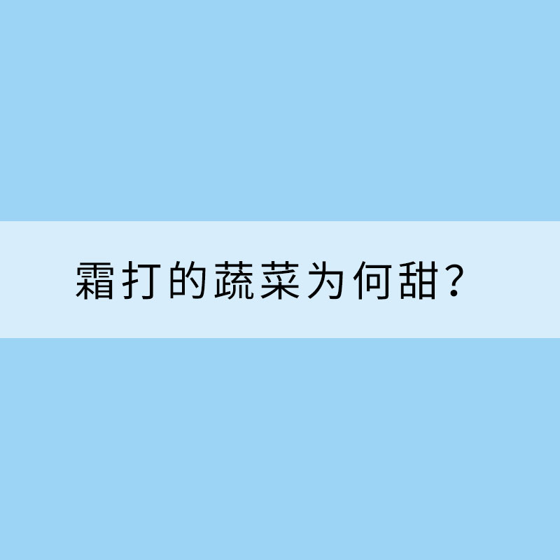 霜打的蔬菜為何甜？